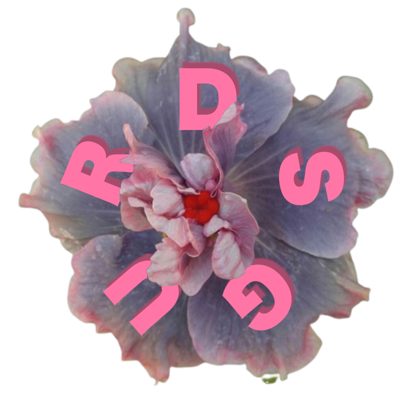 a rotating hybiscus with the text 'drugs'